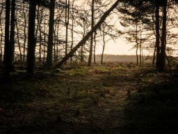 IMGP3844_Morgenstemning